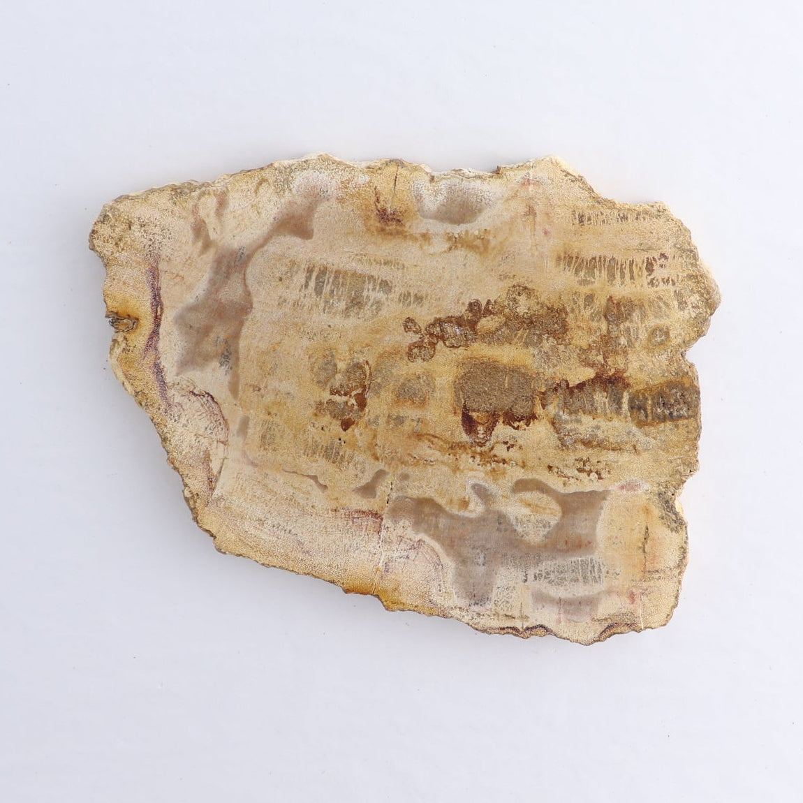 Petrified Wood Slices & Slabs Set of 4