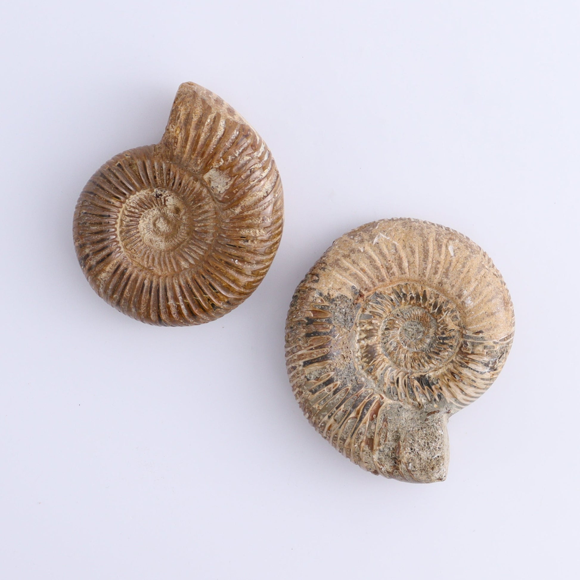 Fossilized Ammonite Set of 8 - Expert Wholesale and Supplier of Wholesale Crystals & Bulk Gemstones, ["Ammonite","Fossilized Ammonite","Madagascar"]