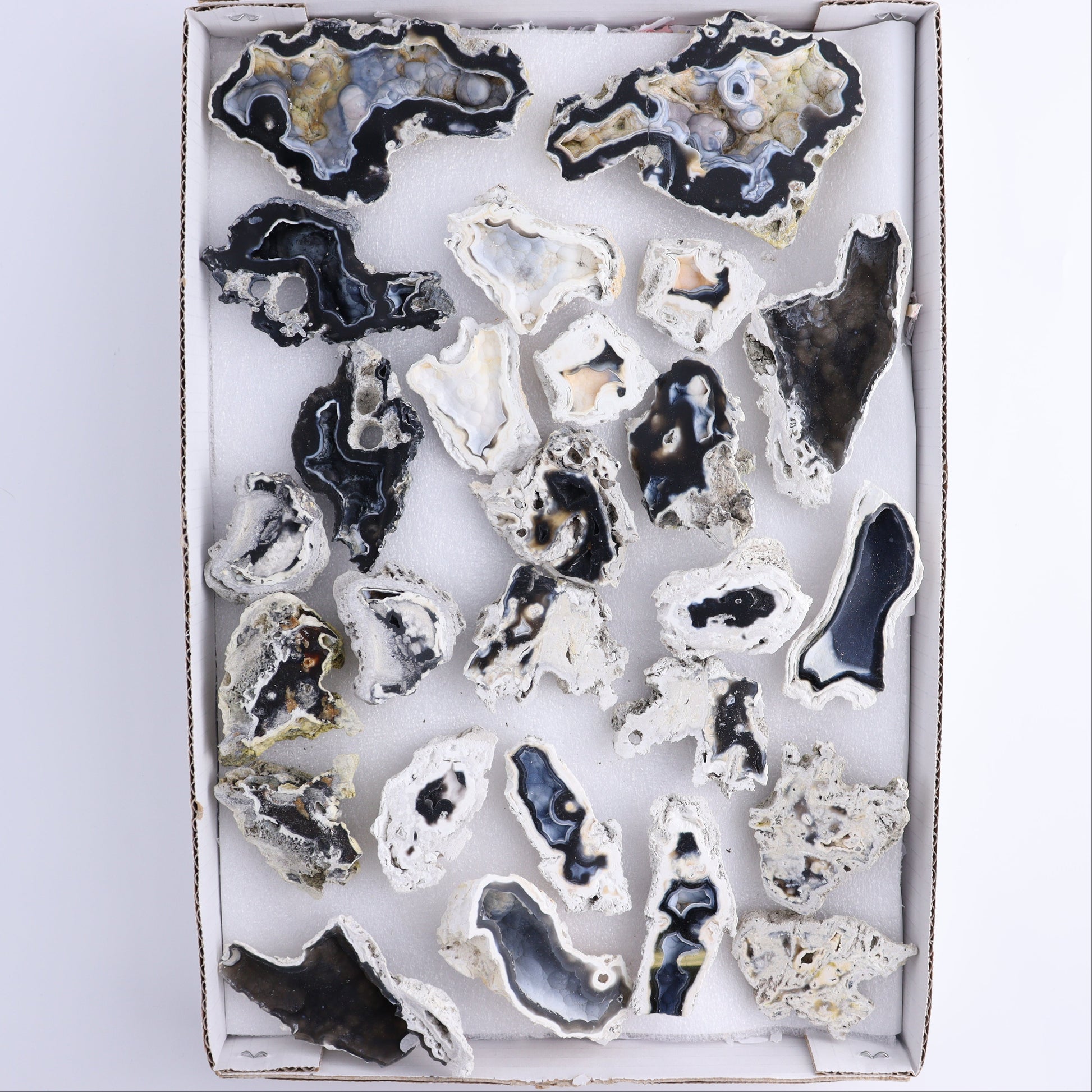 Agatized Coral Flat - Expert Wholesale and Supplier of Wholesale Crystals & Bulk Gemstones, ["Agate","Agatized Coral","Coral","United States"]