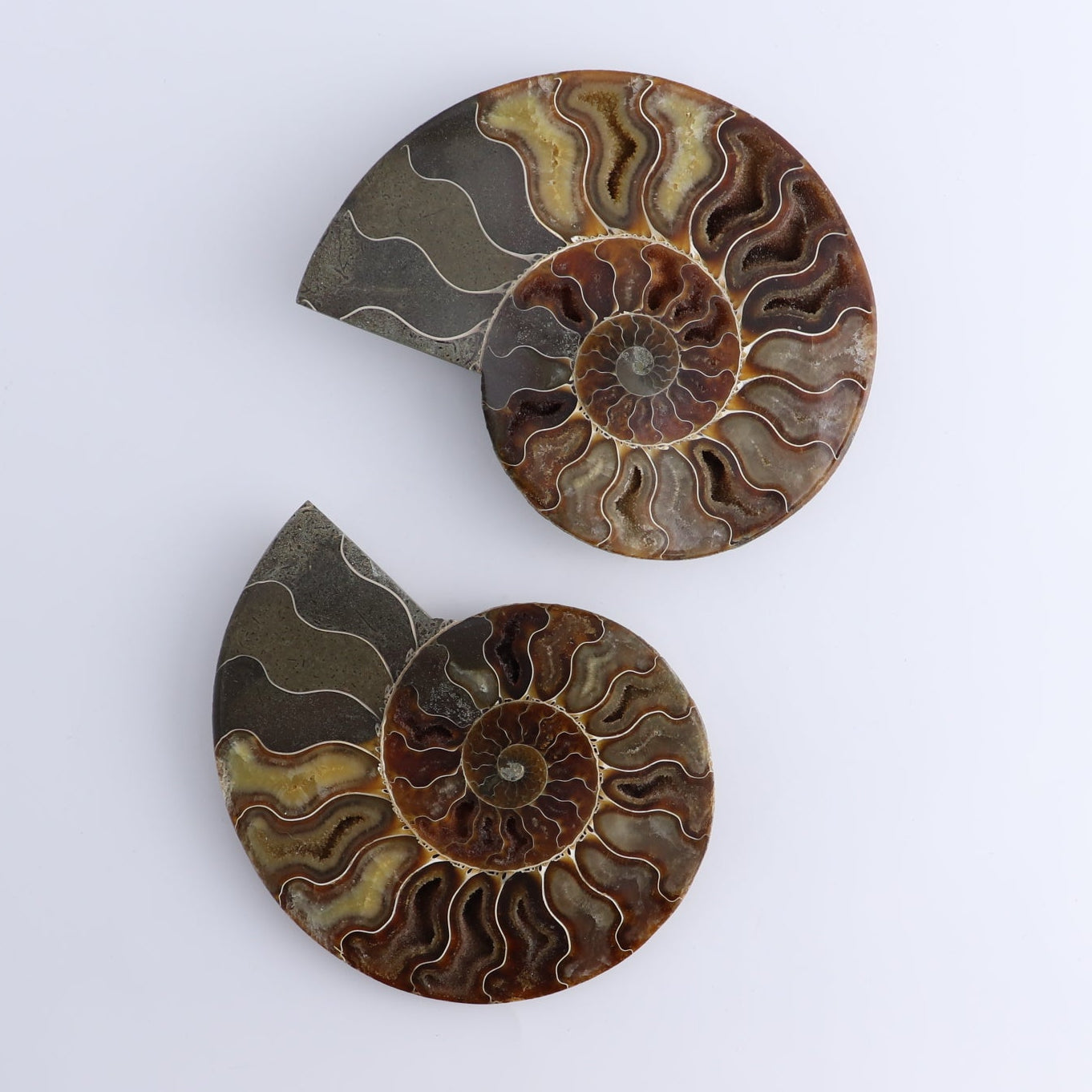 Ammonite Shells Set of 6