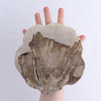 Petrified Wood Slices & Slabs Set of 3