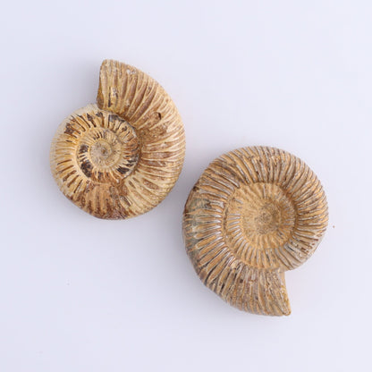 Fossilized Ammonite Set of 8 - Expert Wholesale and Supplier of Wholesale Crystals & Bulk Gemstones, ["Ammonite","Fossilized Ammonite","Madagascar"]