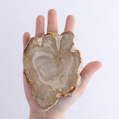 Petrified Wood Slices & Slabs Set of 4