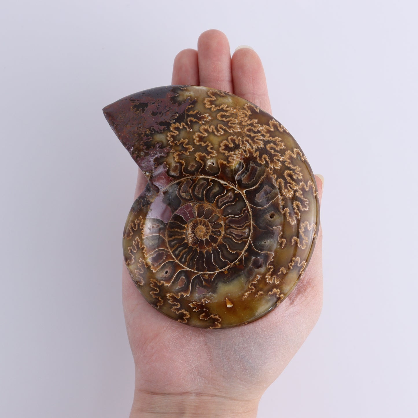 Ammonite Bowls Set of 4 - Expert Wholesale and Supplier of Wholesale Crystals & Bulk Gemstones, ["Ammonite","Bowls","Madagascar","shells"]