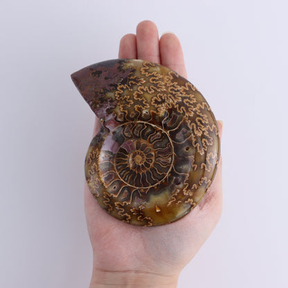 Ammonite Bowls Set of 4 - Expert Wholesale and Supplier of Wholesale Crystals & Bulk Gemstones, ["Ammonite","Bowls","Madagascar","shells"]