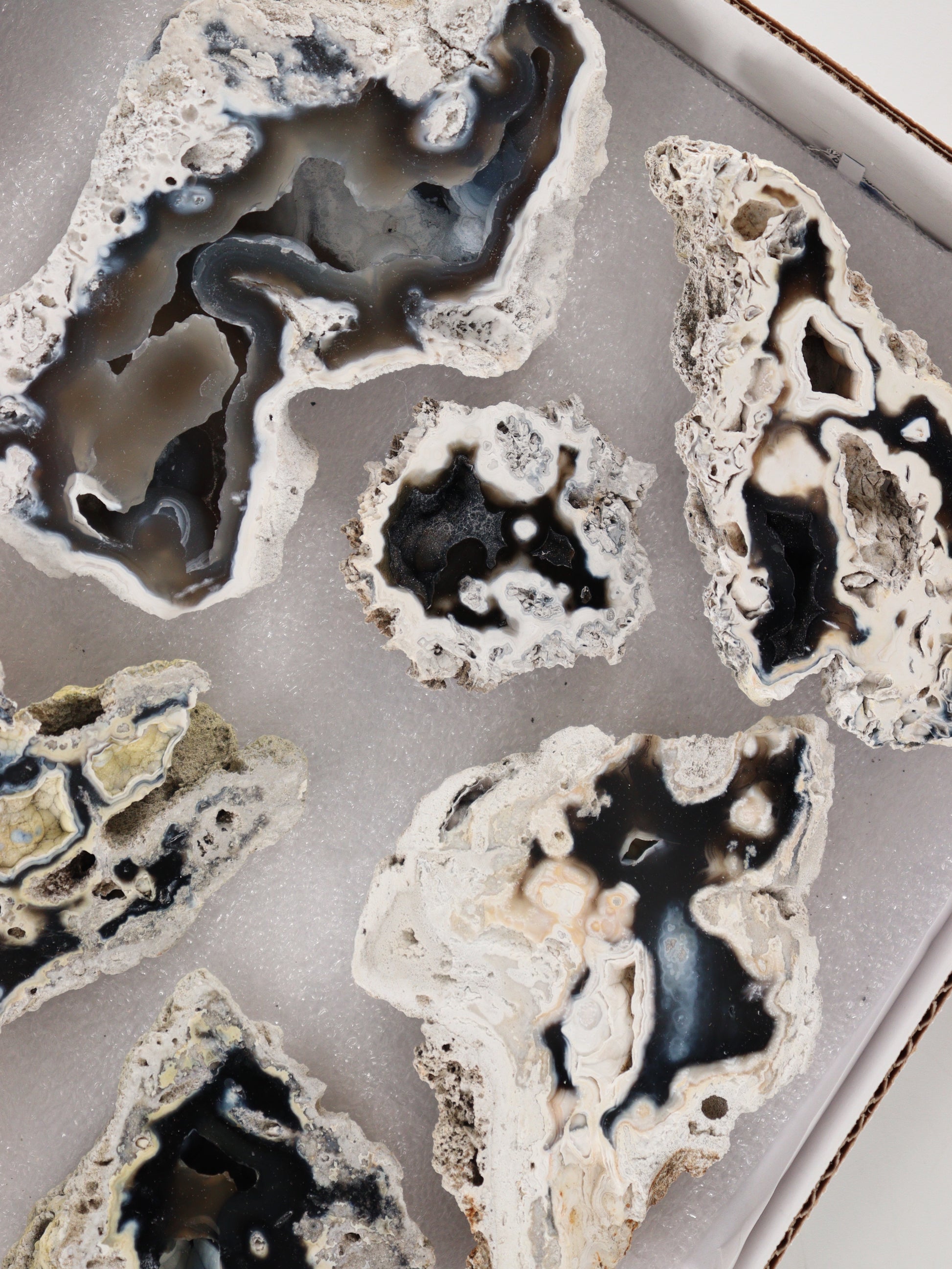 Agatized Coral Set of 12 - Expert Wholesale and Supplier of Wholesale Crystals & Bulk Gemstones, []