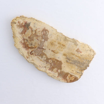 Petrified Wood Slices & Slabs Set of 4