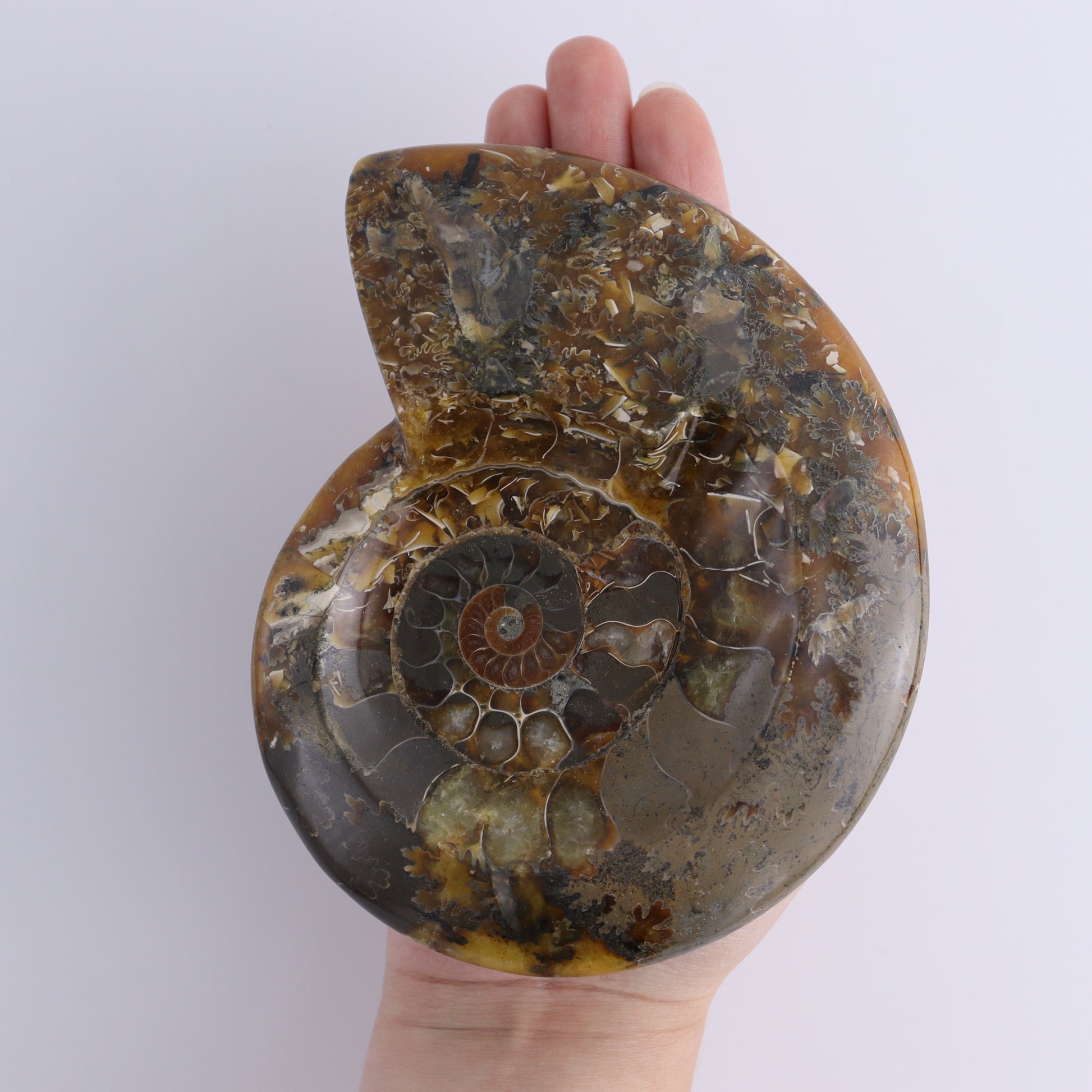 Ammonite Bowls Set of 4 - Expert Wholesale and Supplier of Wholesale Crystals & Bulk Gemstones, ["Ammonite","Bowls","Madagascar","shells"]