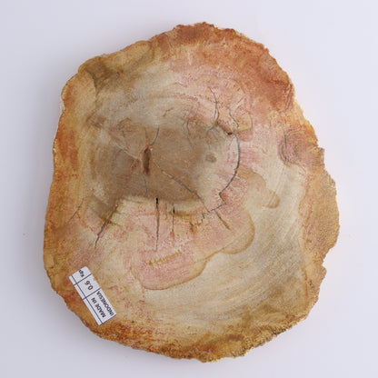 Petrified Wood Slices & Slabs Set of 3 - Expert Wholesale and Supplier of Wholesale Crystals & Bulk Gemstones, ["Freeforms","Indonesia","Petrified Wood","Slices and Slabs"]