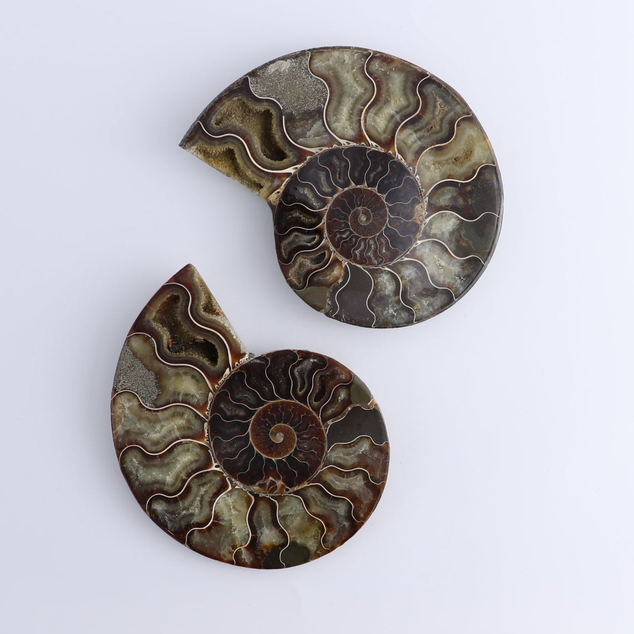 Ammonite Shells Set of 6