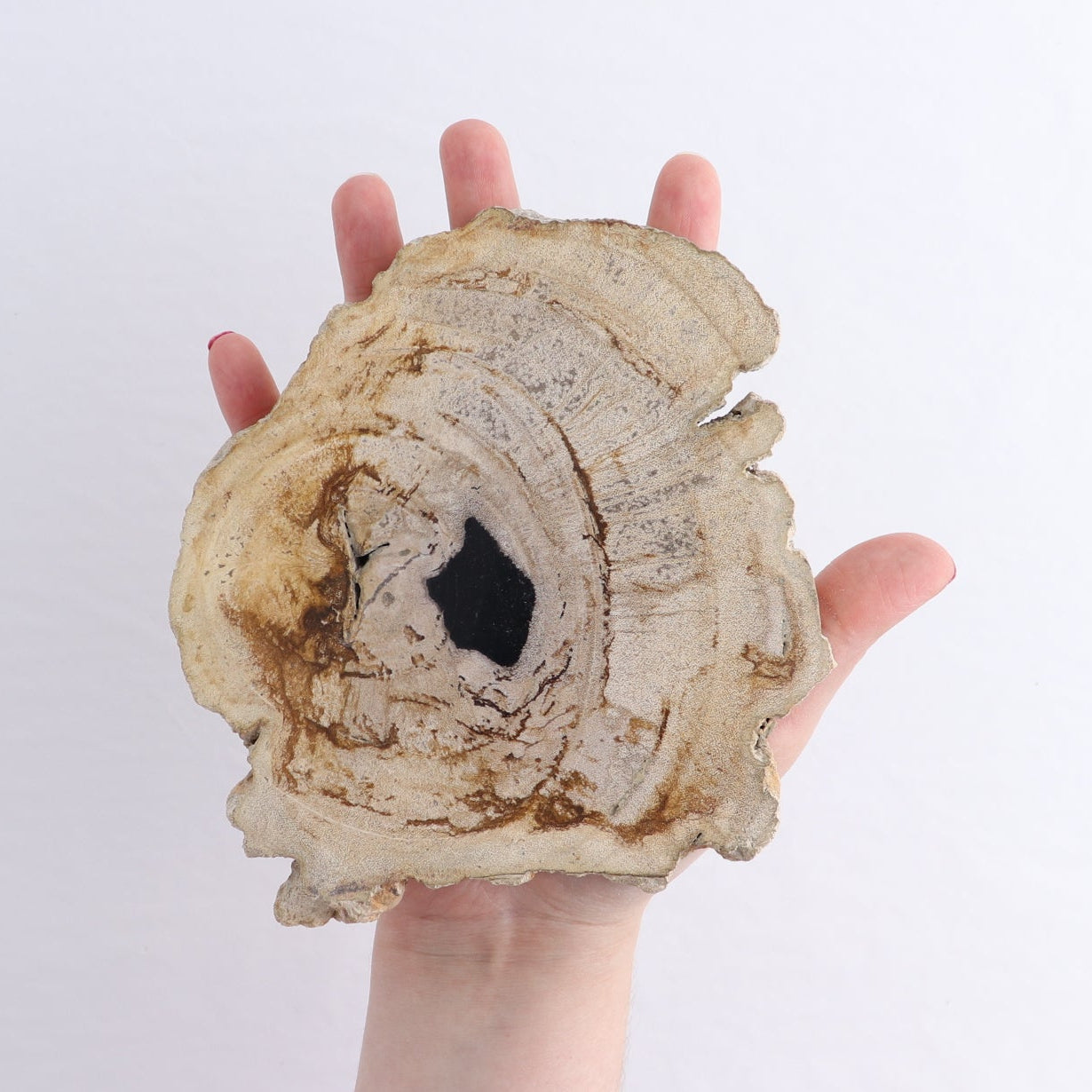 Petrified Wood Slices & Slabs Set of 4