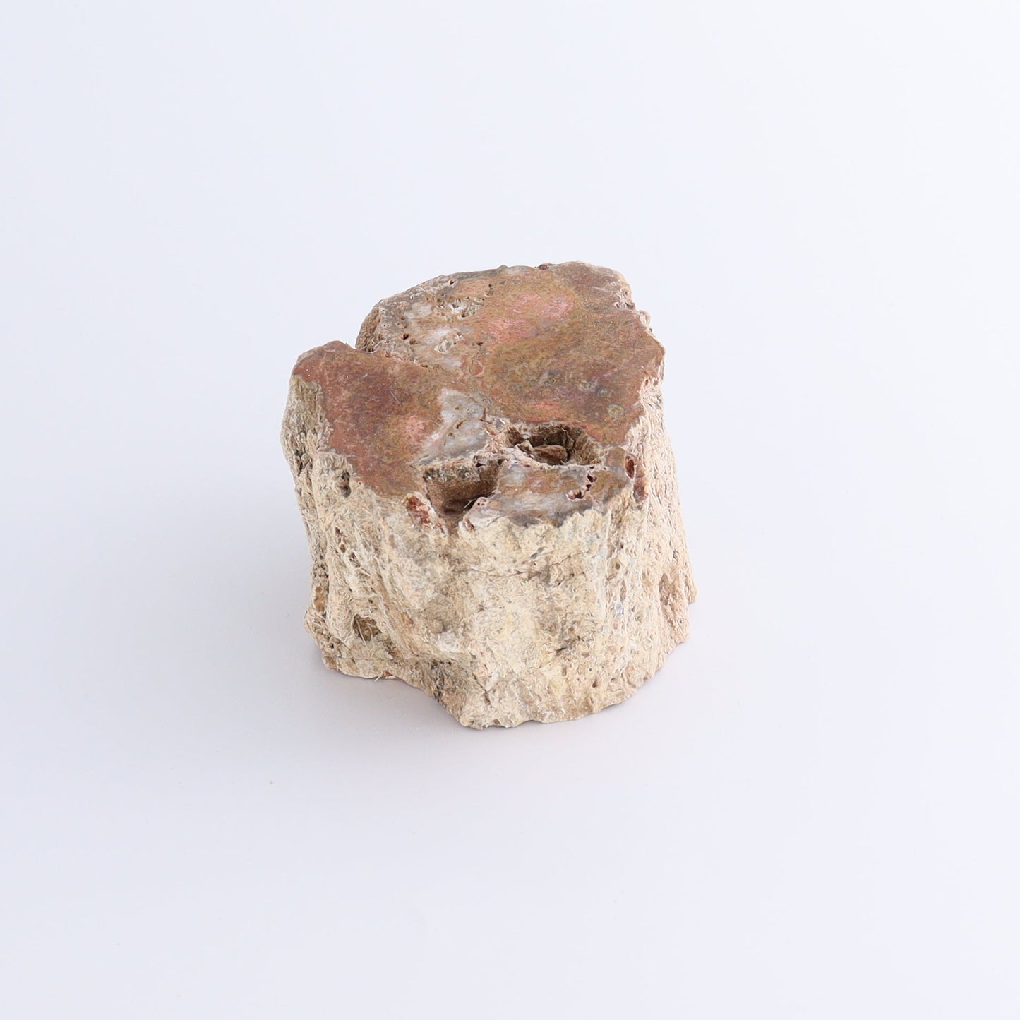 Petrified Wood Cut Bases Set of 4 - Expert Wholesale and Supplier of Wholesale Crystals & Bulk Gemstones, ["Cut Base","Petrified Wood"]