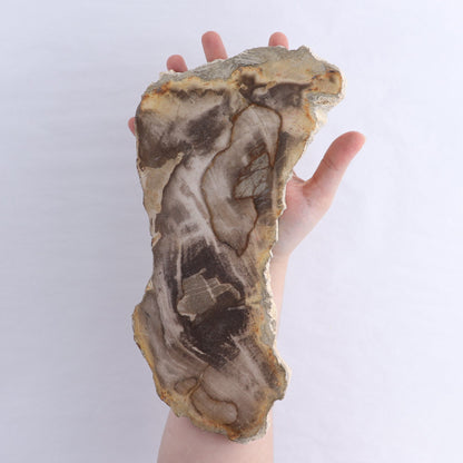 Petrified Wood Slices & Slabs Set of 3