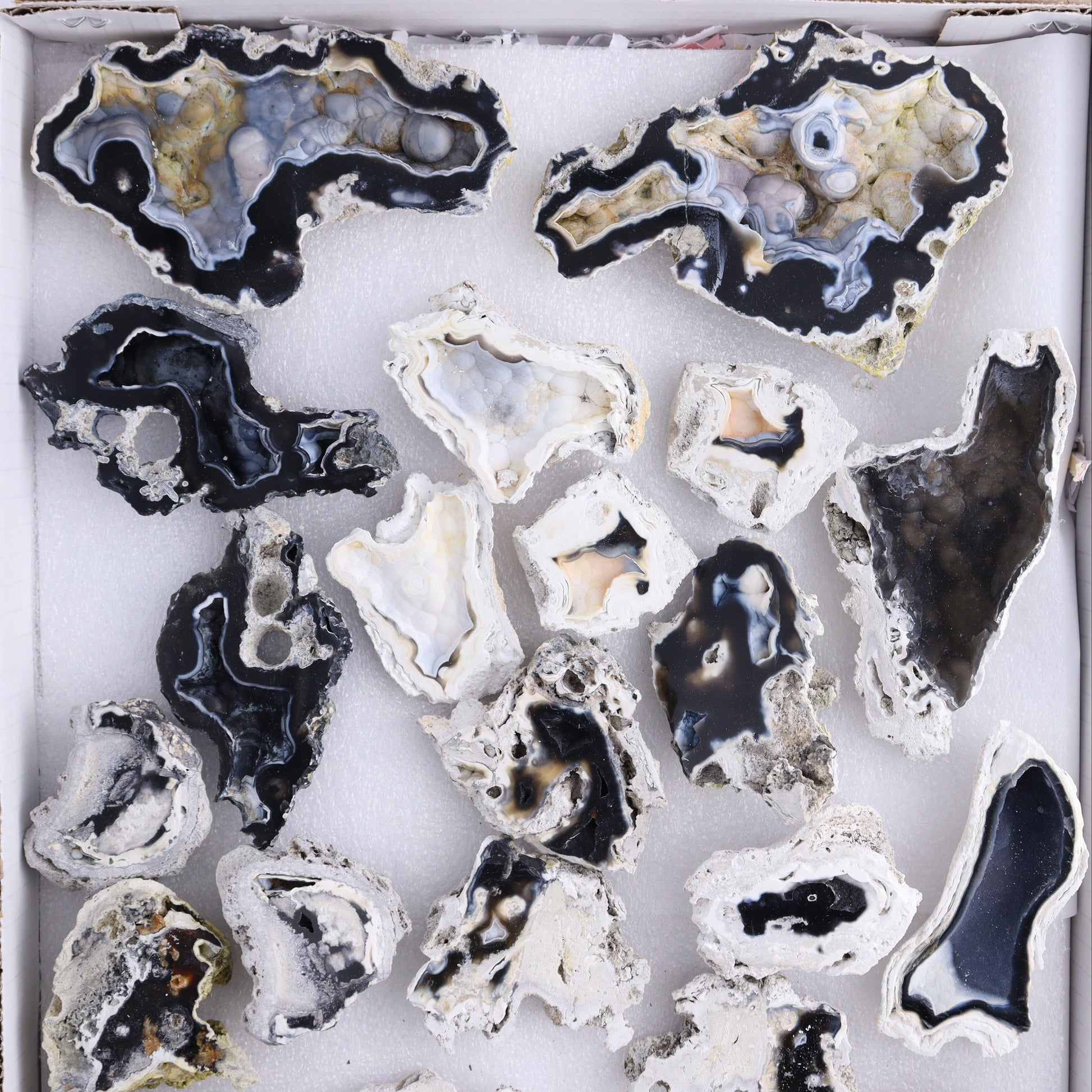Agatized Coral Flat - Expert Wholesale and Supplier of Wholesale Crystals & Bulk Gemstones, ["Agate","Agatized Coral","Coral","United States"]
