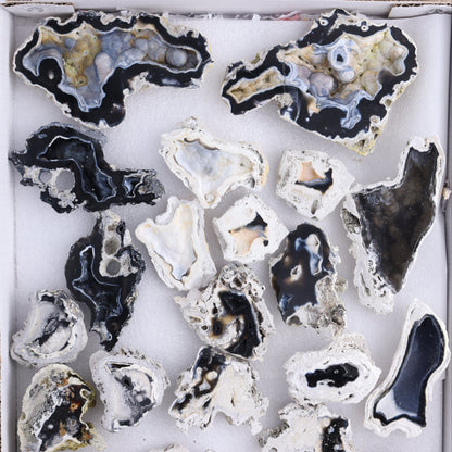 Agatized Coral Flat - Expert Wholesale and Supplier of Wholesale Crystals & Bulk Gemstones, ["Agate","Agatized Coral","Coral","United States"]