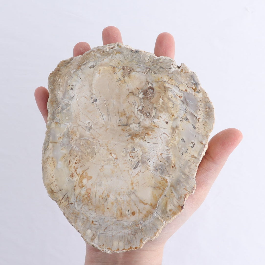 Petrified Wood Slices & Slabs Set of 4