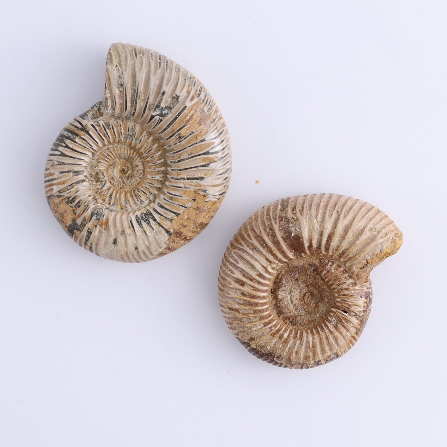 Fossilized Ammonite Set of 8 - Expert Wholesale and Supplier of Wholesale Crystals & Bulk Gemstones, ["Ammonite","Fossilized Ammonite","Madagascar"]
