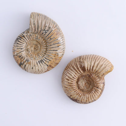 Fossilized Ammonite Set of 8 - Expert Wholesale and Supplier of Wholesale Crystals & Bulk Gemstones, ["Ammonite","Fossilized Ammonite","Madagascar"]