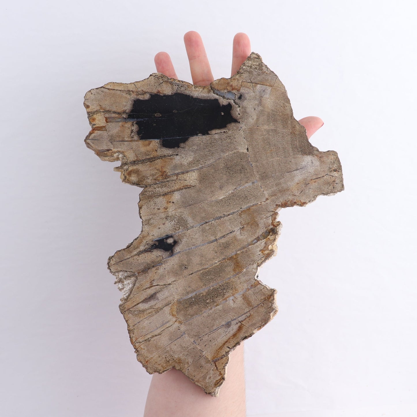 Petrified Wood Slices & Slabs Set of 4