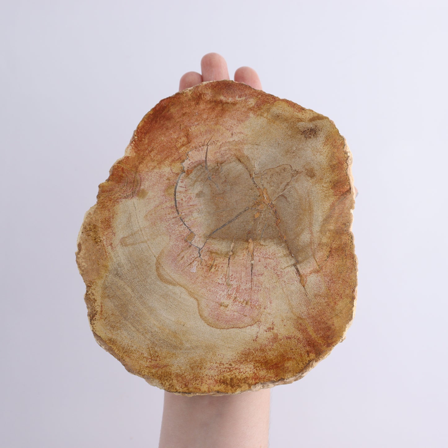 Petrified Wood Slices & Slabs Set of 3 - Expert Wholesale and Supplier of Wholesale Crystals & Bulk Gemstones, ["Freeforms","Indonesia","Petrified Wood","Slices and Slabs"]