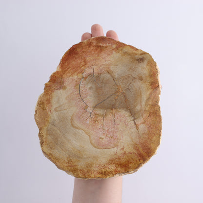 Petrified Wood Slices & Slabs Set of 3 - Expert Wholesale and Supplier of Wholesale Crystals & Bulk Gemstones, ["Freeforms","Indonesia","Petrified Wood","Slices and Slabs"]
