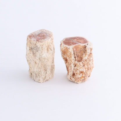 Petrified Wood Cut Bases Set of 10 - Expert Wholesale and Supplier of Wholesale Crystals & Bulk Gemstones, ["Cut Base","Petrified Wood"]
