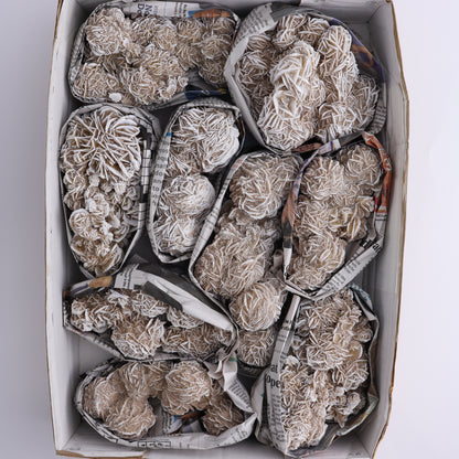 Desert Rose Set of 9 - Expert Wholesale and Supplier of Wholesale Crystals & Bulk Gemstones, ["Desert Rose","Freeforms","Morocco"]