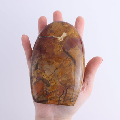 Petrified Wood Freeforms Set of 3 - Expert Wholesale and Supplier of Wholesale Crystals & Bulk Gemstones, ["Freeform","Freeforms","Madagascar","Petrified Wood"]