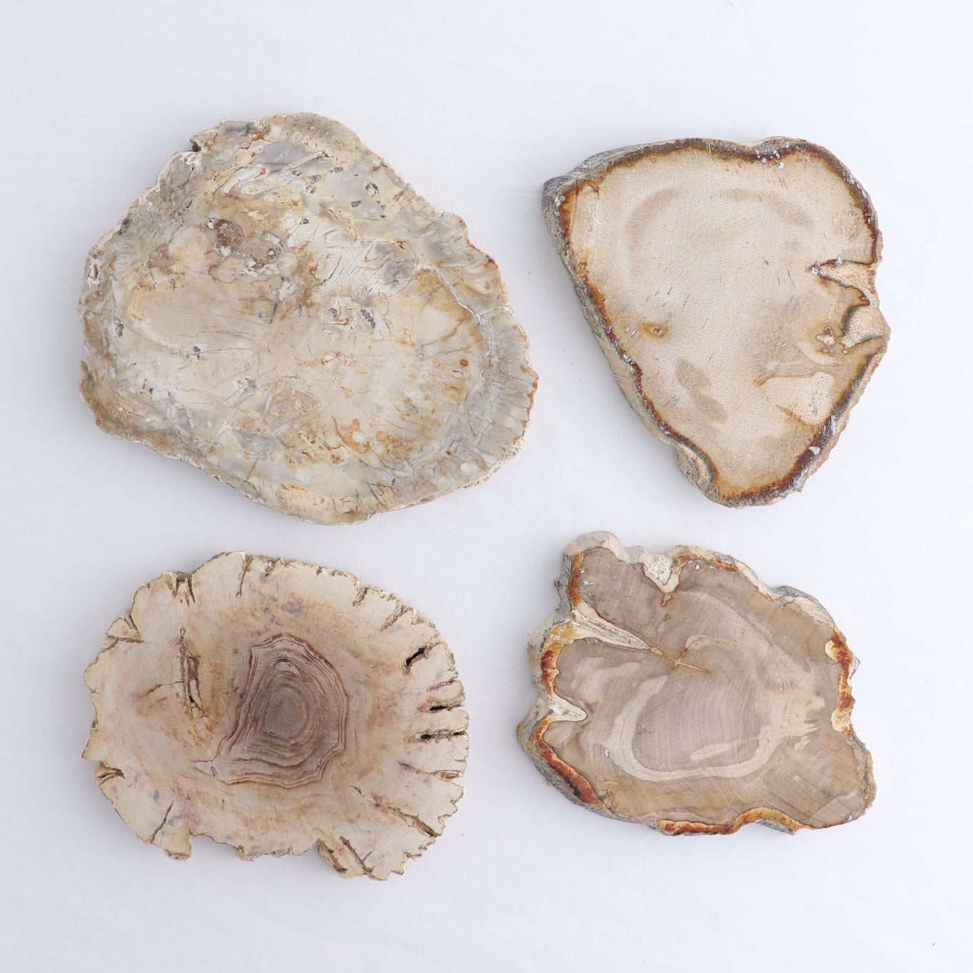 Petrified Wood Slices & Slabs Set of 4