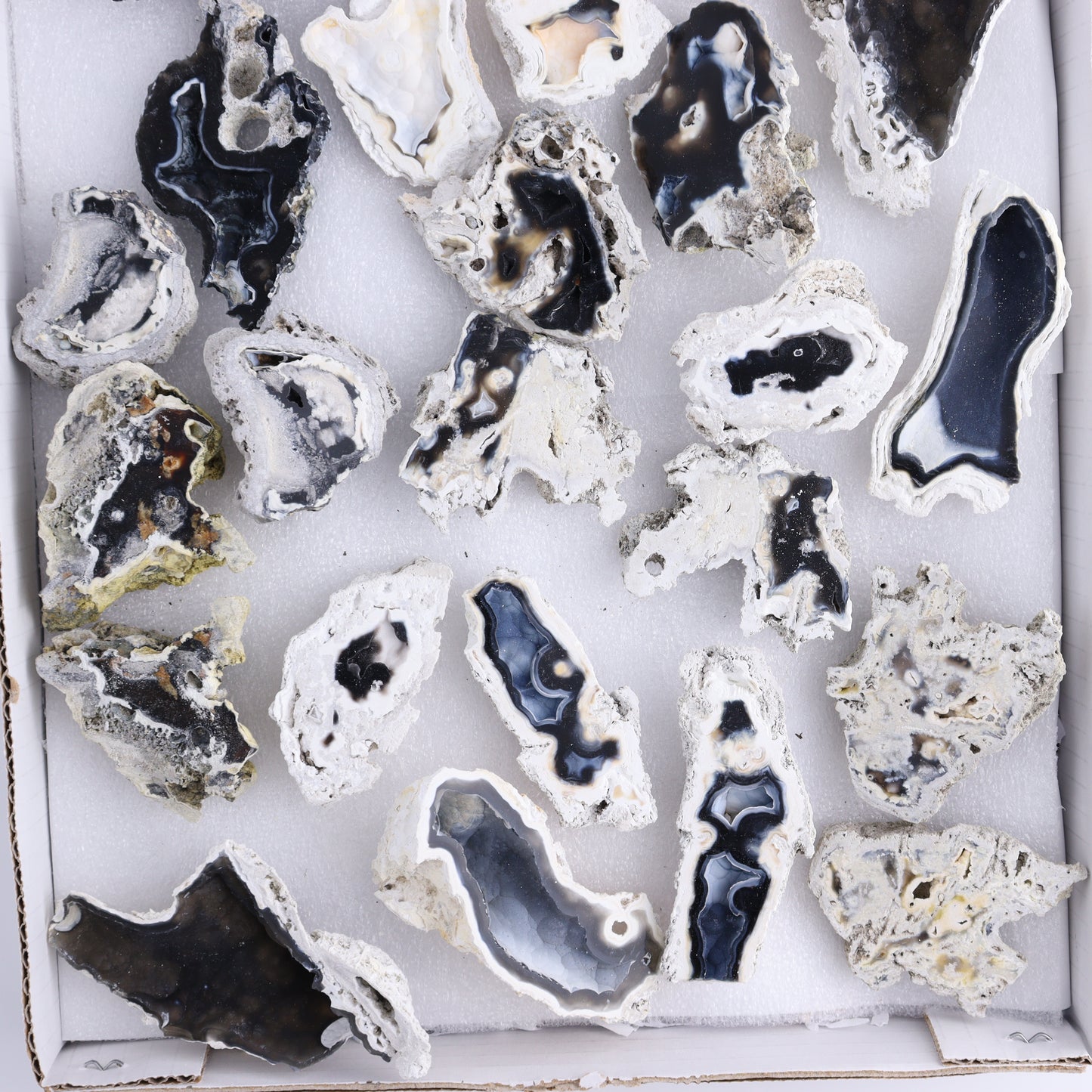 Agatized Coral Flat - Expert Wholesale and Supplier of Wholesale Crystals & Bulk Gemstones, ["Agate","Agatized Coral","Coral","United States"]