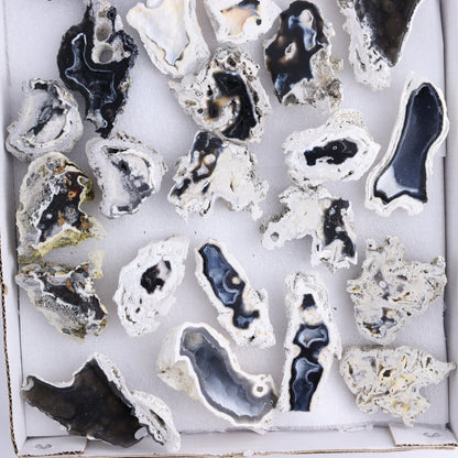 Agatized Coral Flat - Expert Wholesale and Supplier of Wholesale Crystals & Bulk Gemstones, ["Agate","Agatized Coral","Coral","United States"]