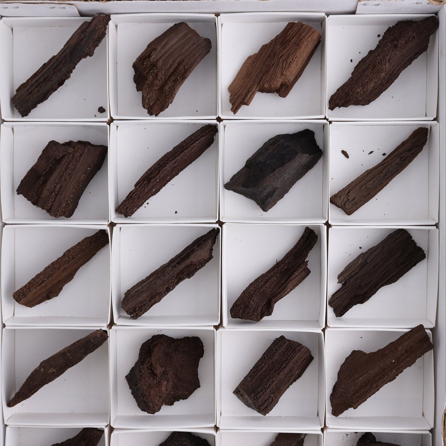 Permineralized Wood Flat of 24 - Expert Wholesale and Supplier of Wholesale Crystals & Bulk Gemstones, ["Flats","Germany","Permineralized Wood"]