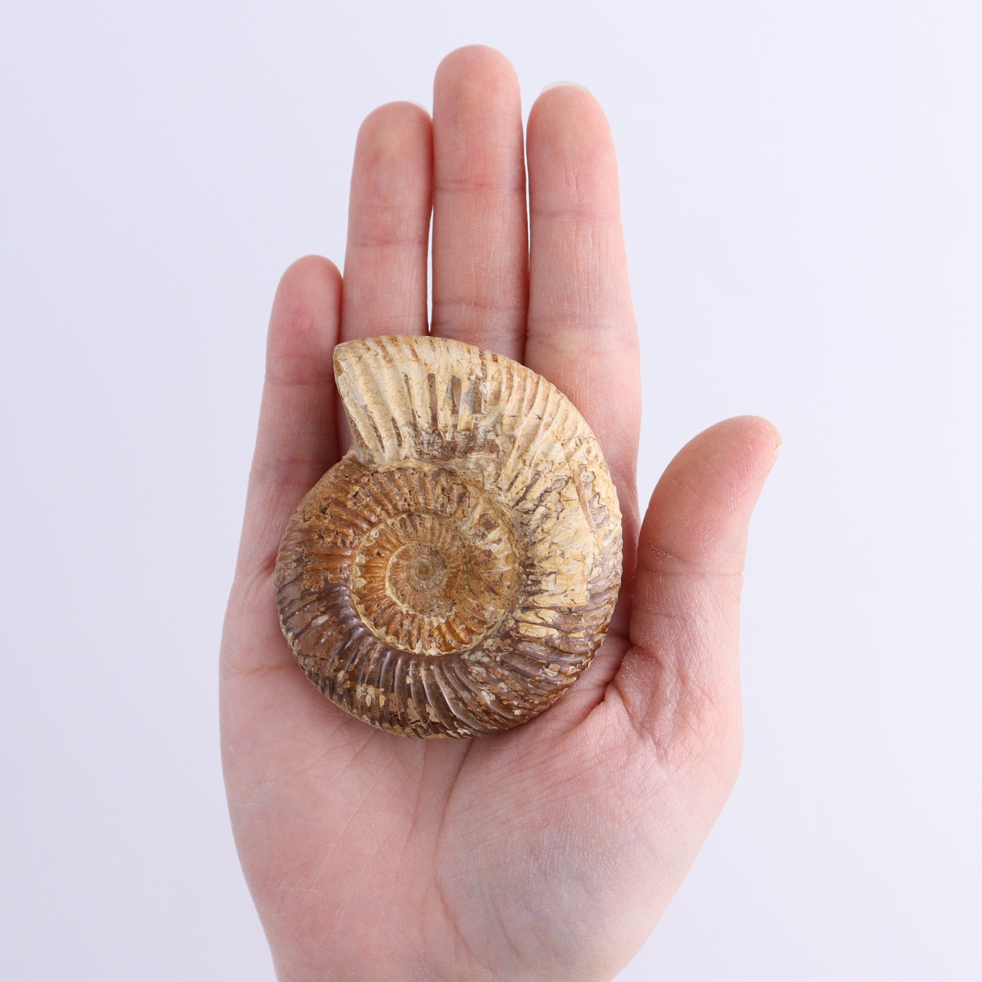 Fossilized Ammonite Set of 7 - Expert Wholesale and Supplier of Wholesale Crystals & Bulk Gemstones, ["Ammonite","Fossilized Ammonite","Madagascar"]