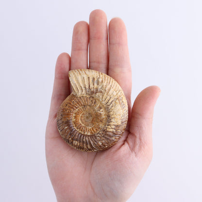 Fossilized Ammonite Set of 7 - Expert Wholesale and Supplier of Wholesale Crystals & Bulk Gemstones, ["Ammonite","Fossilized Ammonite","Madagascar"]