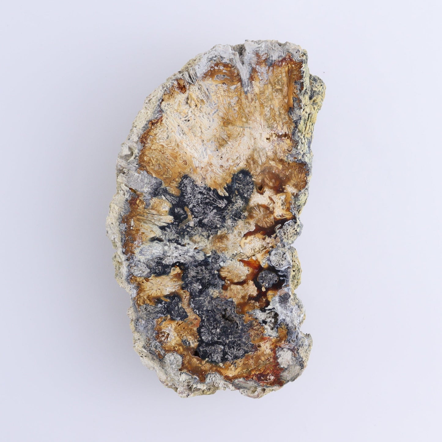 Agatized Coral Flat - Expert Wholesale and Supplier of Wholesale Crystals & Bulk Gemstones, ["Agate","Agatized Coral","Coral","United States"]