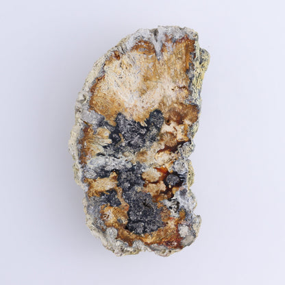 Agatized Coral Flat - Expert Wholesale and Supplier of Wholesale Crystals & Bulk Gemstones, ["Agate","Agatized Coral","Coral","United States"]