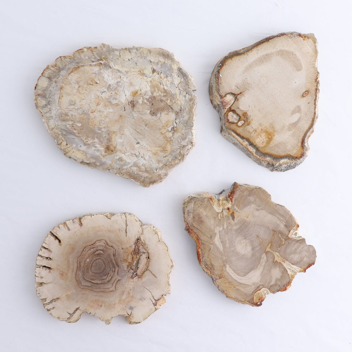 Petrified Wood Slices & Slabs Set of 4