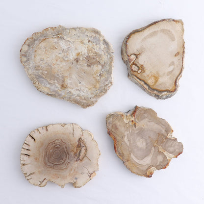 Petrified Wood Slices & Slabs Set of 4