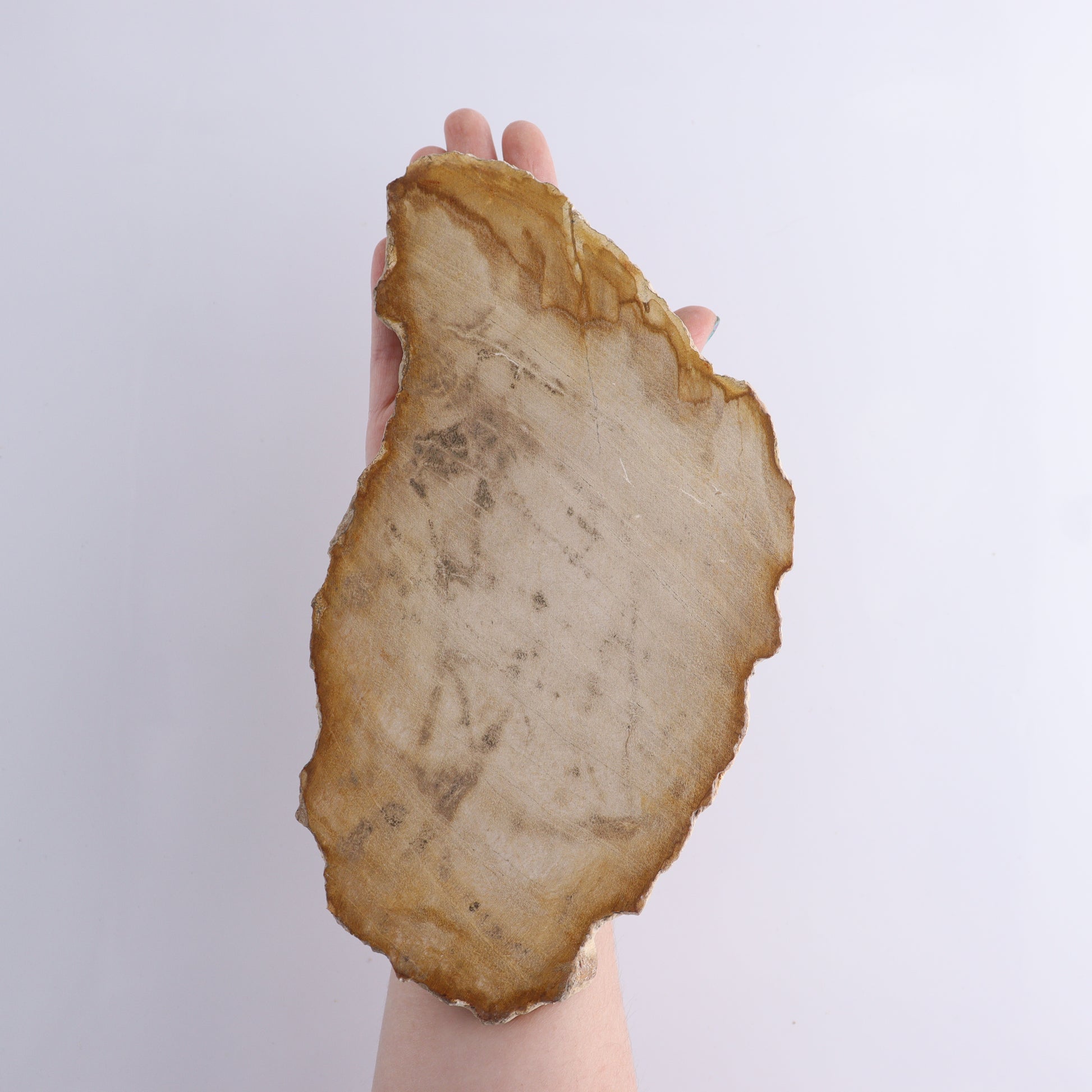 Petrified Wood Slices & Slabs Set of 3 - Expert Wholesale and Supplier of Wholesale Crystals & Bulk Gemstones, ["Freeforms","Indonesia","Petrified Wood","Slices and Slabs"]