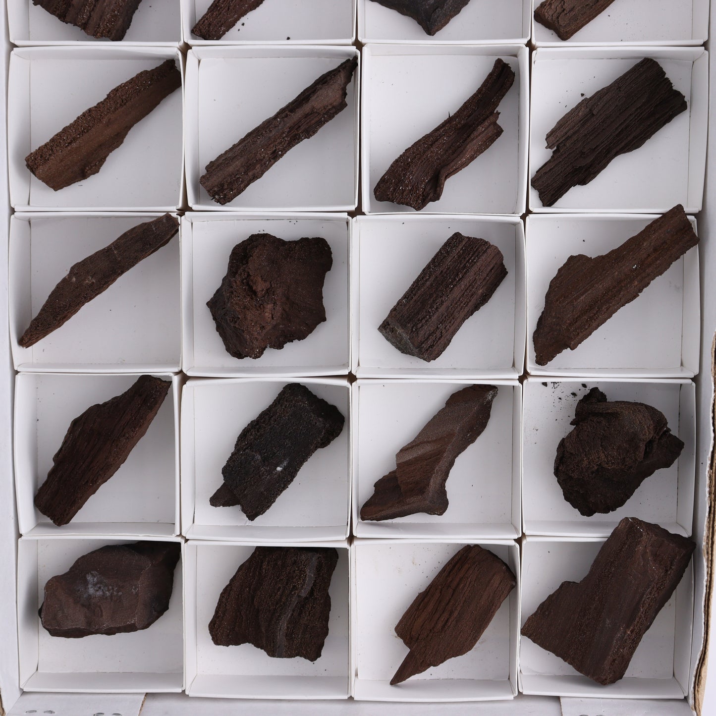 Permineralized Wood Flat of 24 - Expert Wholesale and Supplier of Wholesale Crystals & Bulk Gemstones, ["Flats","Germany","Permineralized Wood"]