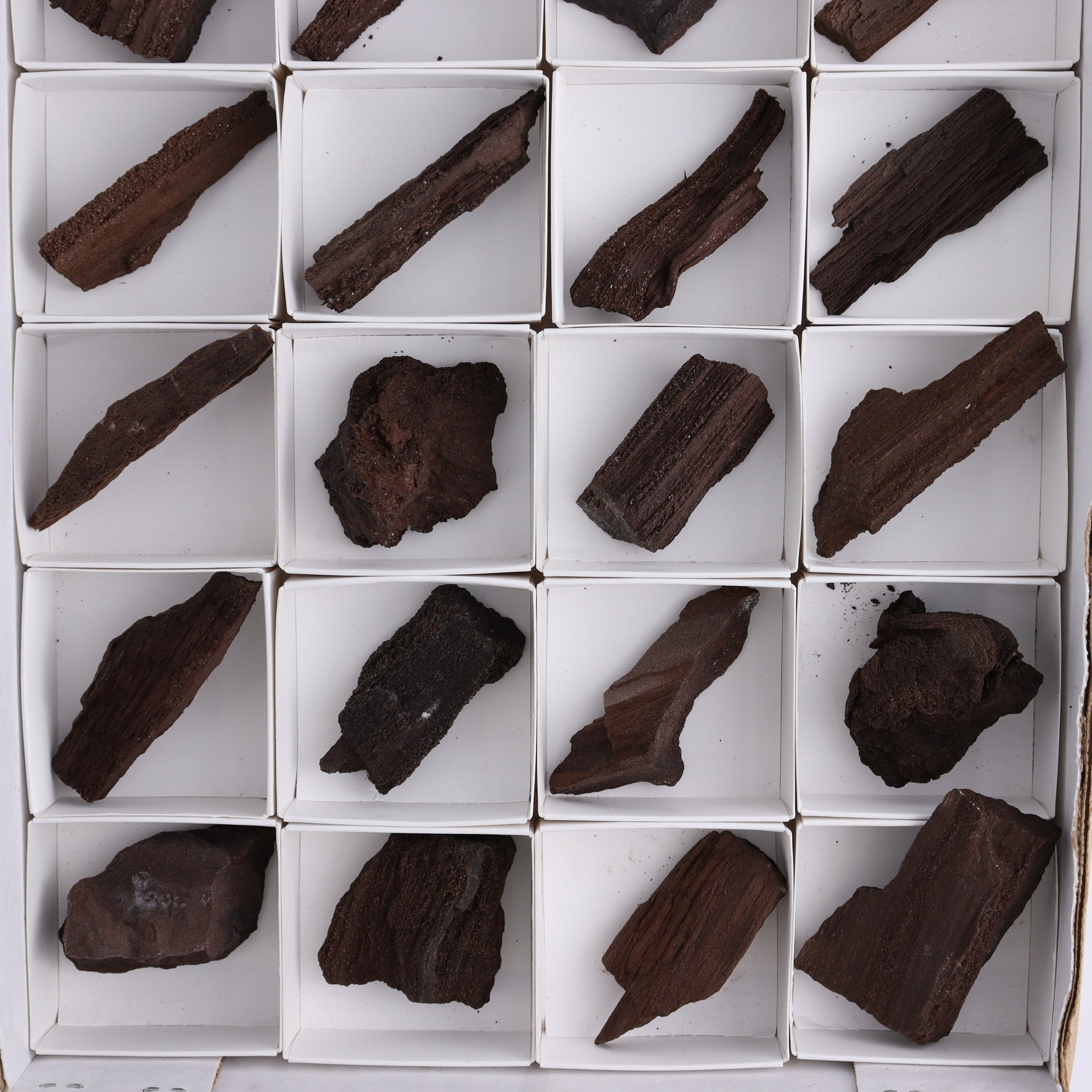 Permineralized Wood Flat of 24 - Expert Wholesale and Supplier of Wholesale Crystals & Bulk Gemstones, ["Flats","Germany","Permineralized Wood"]