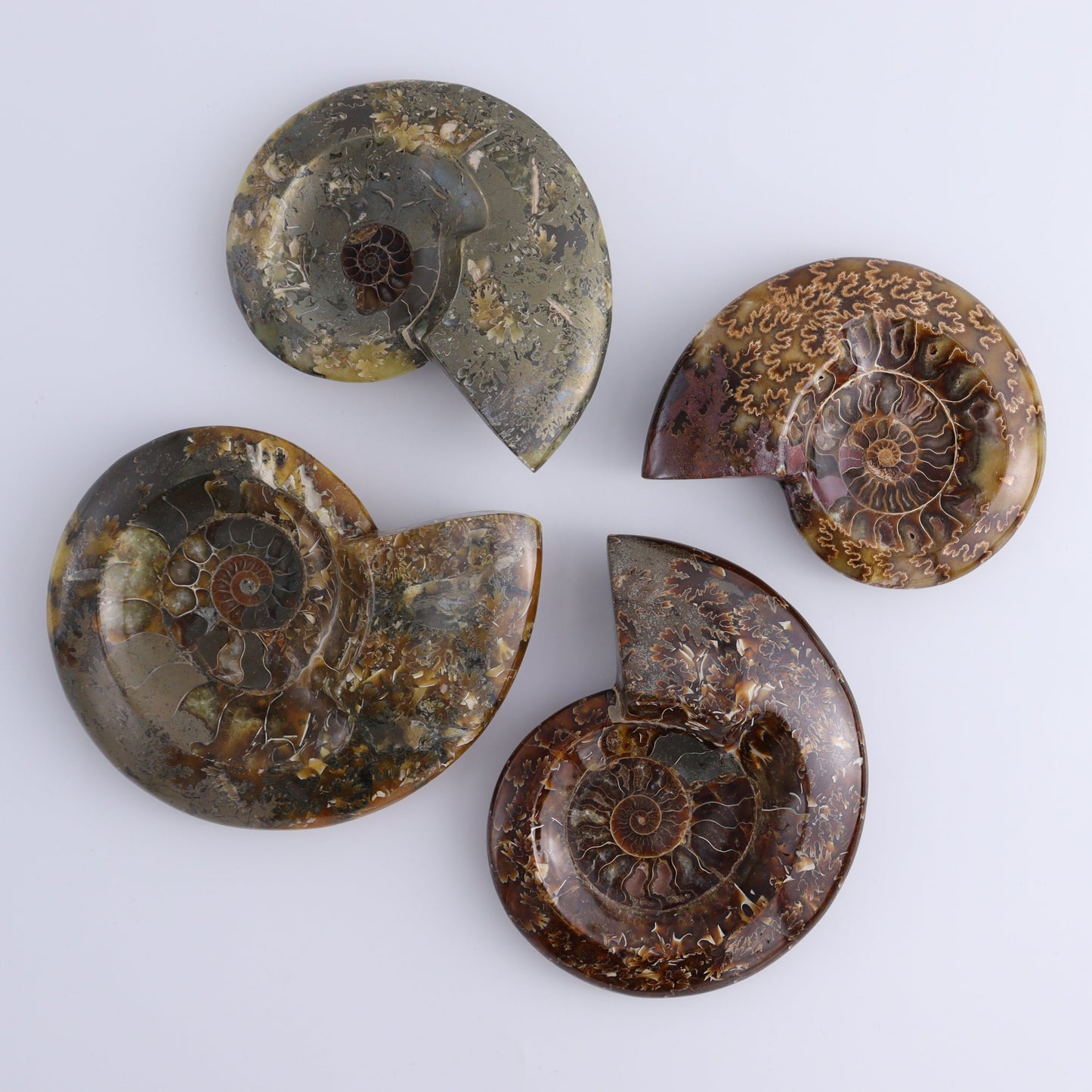 Ammonite Bowls Set of 4 - Expert Wholesale and Supplier of Wholesale Crystals & Bulk Gemstones, ["Ammonite","Bowls","Madagascar","shells"]