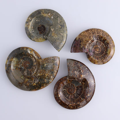 Ammonite Bowls Set of 4 - Expert Wholesale and Supplier of Wholesale Crystals & Bulk Gemstones, ["Ammonite","Bowls","Madagascar","shells"]
