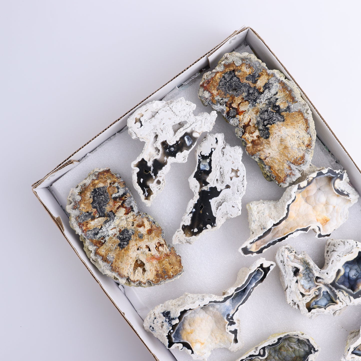 Agatized Coral Flat - Expert Wholesale and Supplier of Wholesale Crystals & Bulk Gemstones, ["Agate","Agatized Coral","Coral","United States"]