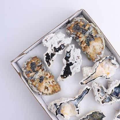 Agatized Coral Flat - Expert Wholesale and Supplier of Wholesale Crystals & Bulk Gemstones, ["Agate","Agatized Coral","Coral","United States"]