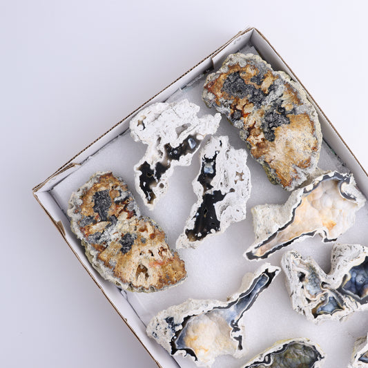 Agatized Coral Flat - Expert Wholesale and Supplier of Wholesale Crystals & Bulk Gemstones, ["Agate","Agatized Coral","Coral","United States"]