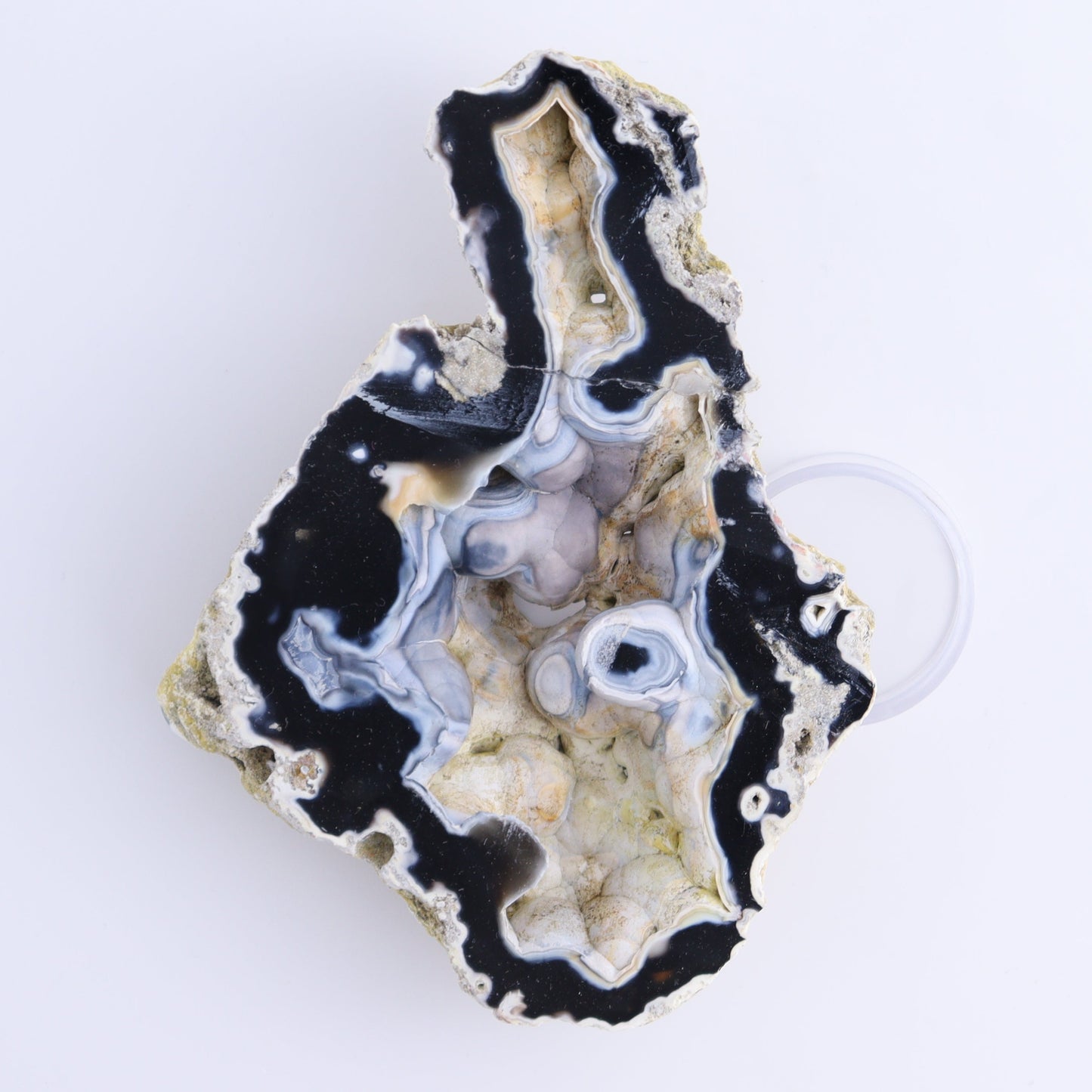 Agatized Coral Flat - Expert Wholesale and Supplier of Wholesale Crystals & Bulk Gemstones, ["Agate","Agatized Coral","Coral","United States"]