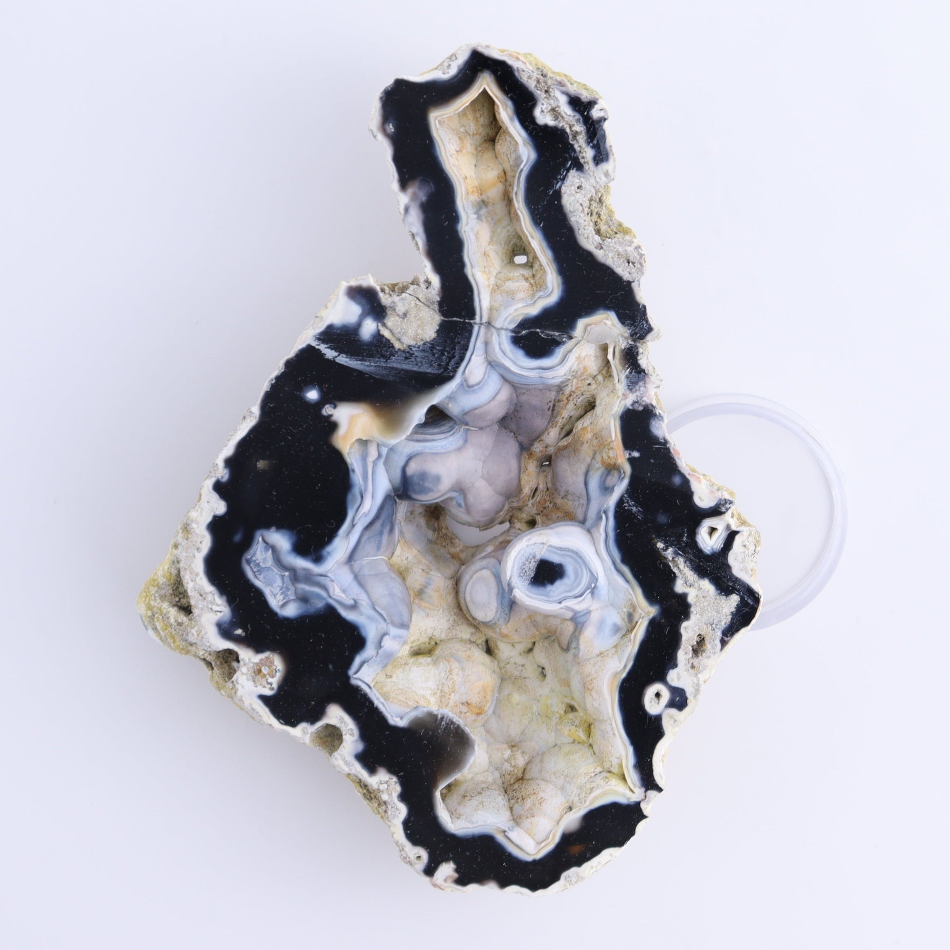 Agatized Coral Flat - Expert Wholesale and Supplier of Wholesale Crystals & Bulk Gemstones, ["Agate","Agatized Coral","Coral","United States"]