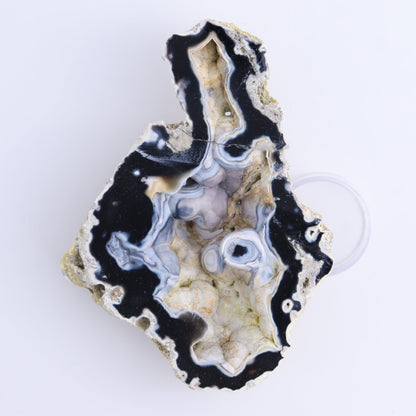 Agatized Coral Flat - Expert Wholesale and Supplier of Wholesale Crystals & Bulk Gemstones, ["Agate","Agatized Coral","Coral","United States"]