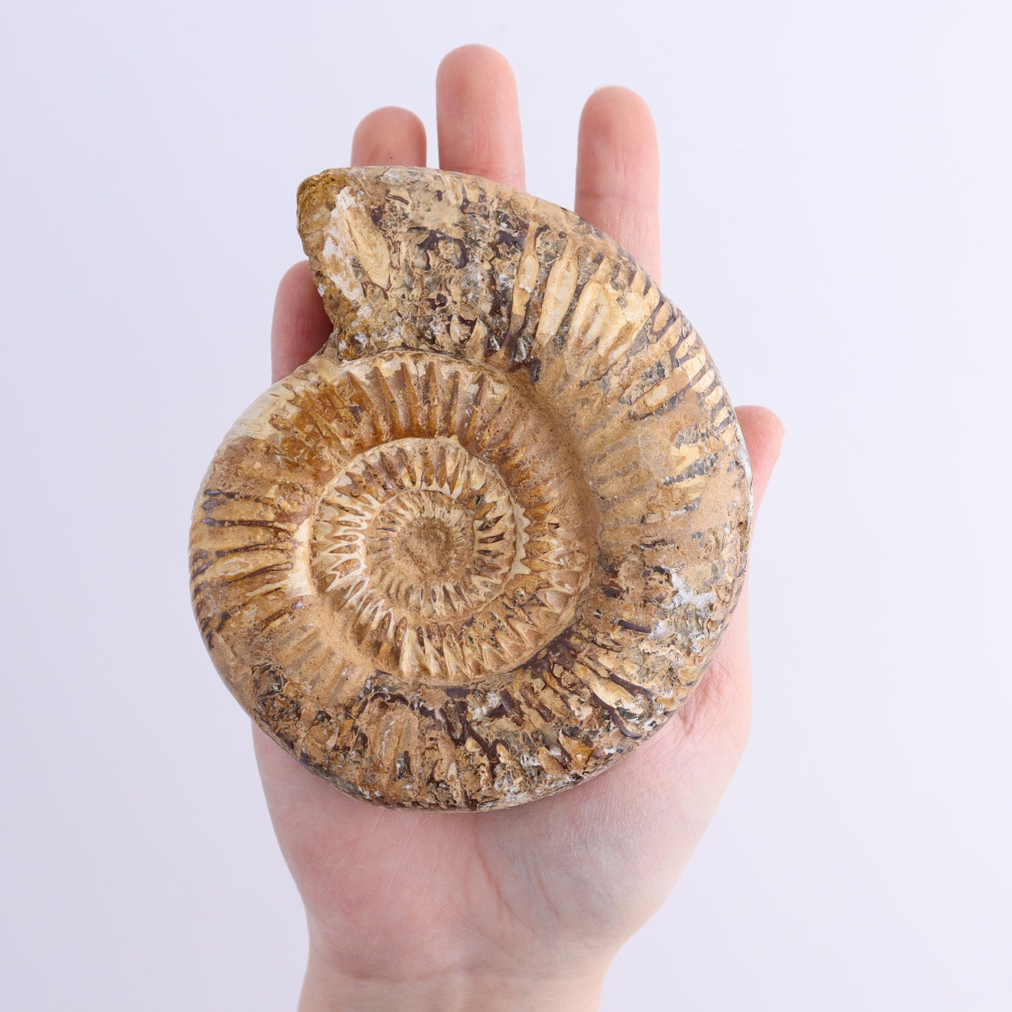 Fossilized Ammonite Set of 7 - Expert Wholesale and Supplier of Wholesale Crystals & Bulk Gemstones, ["Ammonite","Fossilized Ammonite","Madagascar"]
